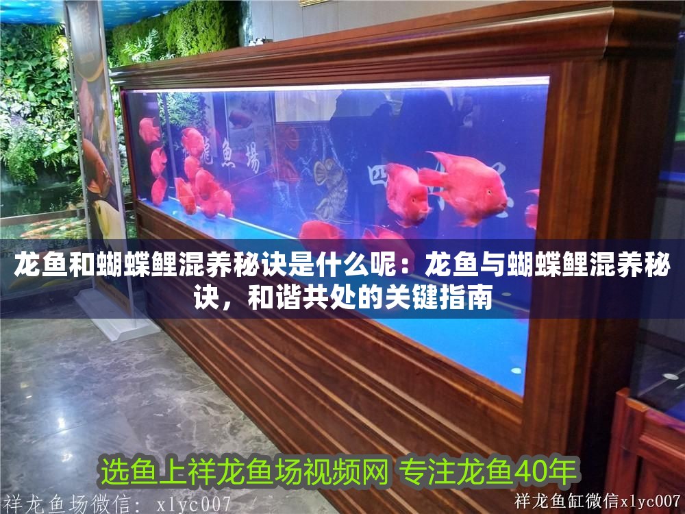 龍魚和蝴蝶鯉混養秘訣是什么呢：龍魚與蝴蝶鯉混養秘訣，和諧共處的關鍵指南