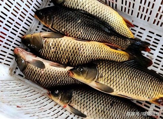 鯉魚又叫龍魚對不對