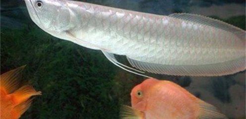 銀龍魚蔬菜投喂技巧：關于銀龍魚蔬菜投喂的一些技巧