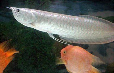 銀龍魚蔬菜投喂技巧：關于銀龍魚蔬菜投喂的一些技巧