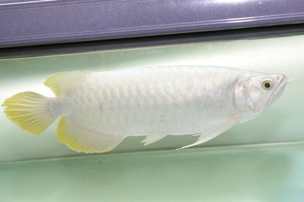 白金龍魚可以吃嗎有毒嗎圖片