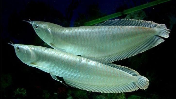 白金龍魚可以吃嗎有毒嗎圖片