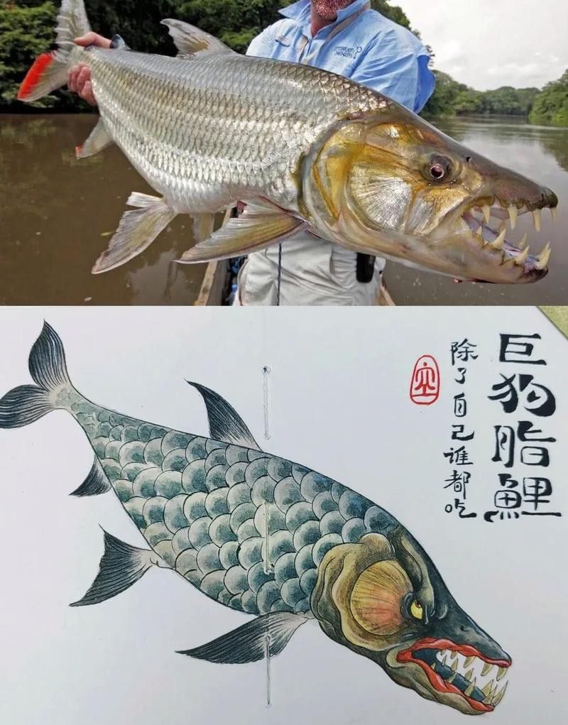 白金龍魚可以吃嗎有毒嗎圖片