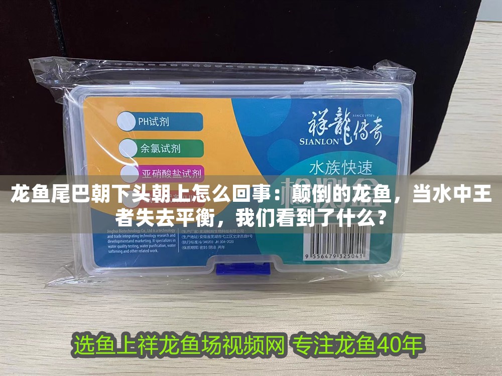 龍魚尾巴朝下頭朝上怎么回事：顛倒的龍魚，當水中王者失去平衡，我們看到了什么？
