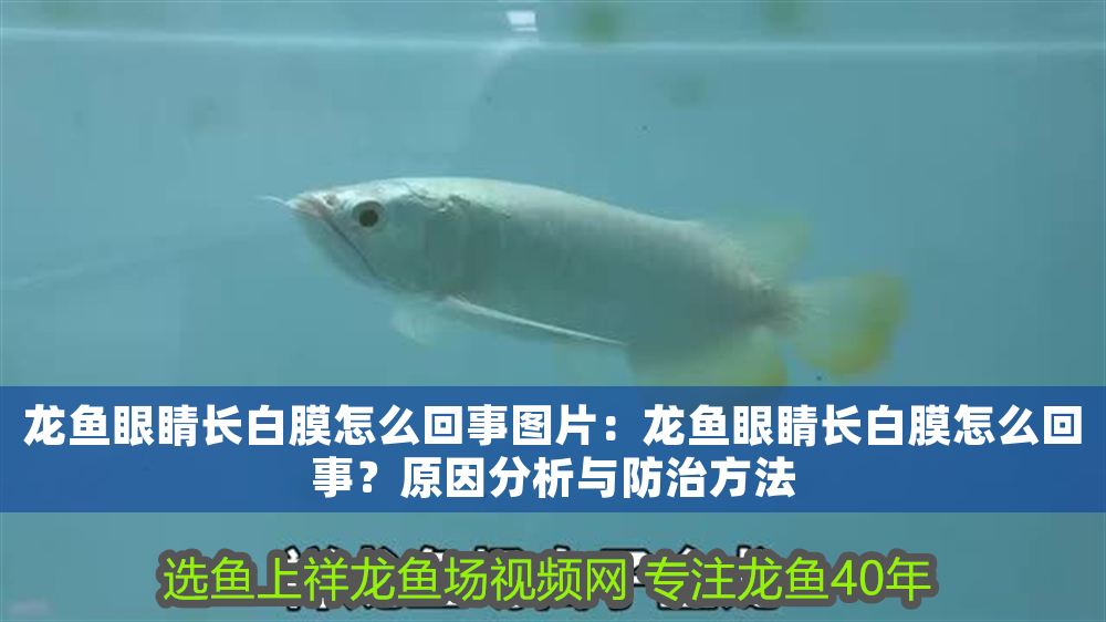 龍魚眼睛長白膜怎么回事圖片：龍魚眼睛長白膜怎么回事？原因分析與防治方法