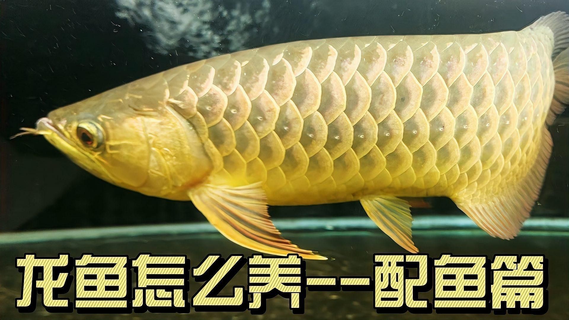 金龍魚好還是紅龍魚好看