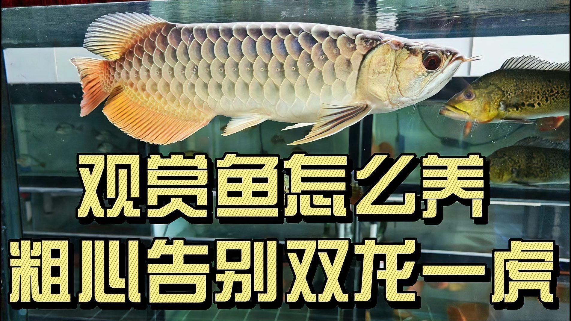 金龍魚好還是紅龍魚好看