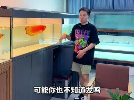 金龍魚好還是紅龍魚好看