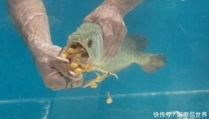 金龍魚(yú)三天不吃東西啥原因 金龍魚(yú)三天不吃東西啥原因 龍魚(yú)百科 第2張