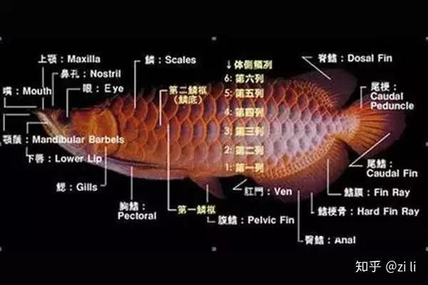皇宮紅龍魚證書真偽