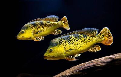 巴西亞魚和帝王三間混養龍魚：巴西亞魚和帝王三間混養