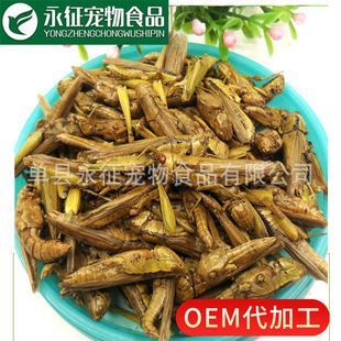 龍魚飼料魚干：如何自制龍魚營養均衡飼料，龍魚活餌處理與安全喂養