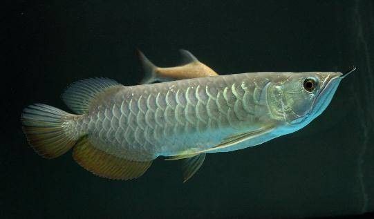 高背金龍魚多少錢一條圖片