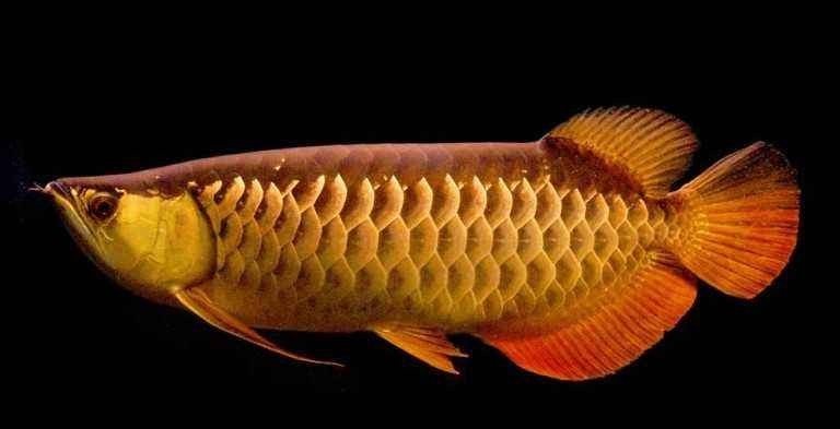 高背金龍魚多少錢一條圖片