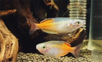 龍魚和七彩燕魚能不能混養一起：龍魚和七彩燕魚是否能混養在一起取決于多個因素