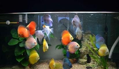 龍魚和七彩燕魚能不能混養一起：龍魚和七彩燕魚是否能混養在一起取決于多個因素