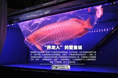 賣龍魚取一個店名字可以嗎怎么取，為賣龍魚的店鋪取名的方法和具體名字示例
