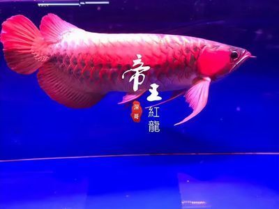 賣龍魚取一個店名字可以嗎怎么取，為賣龍魚的店鋪取名的方法和具體名字示例