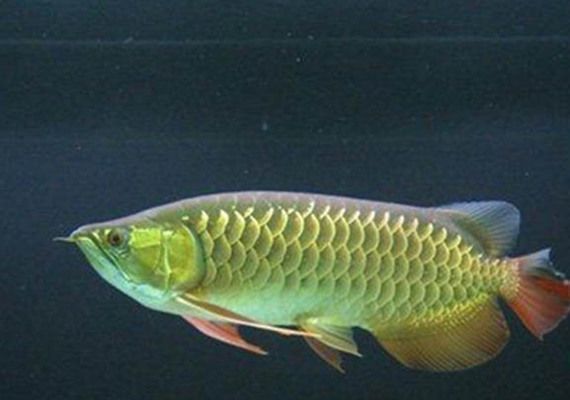 龍魚白點(diǎn)：如何治療龍魚白便