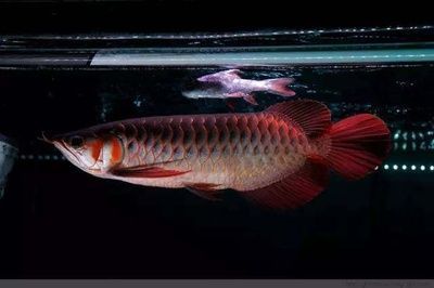 龍魚懷卵多長時間，龍魚懷卵的時間是多久？
