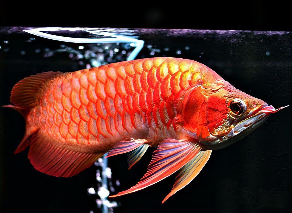 紫焰血紅龍的市場趨勢如何 紫焰血紅龍的市場趨勢如何 龍魚百科 第1張