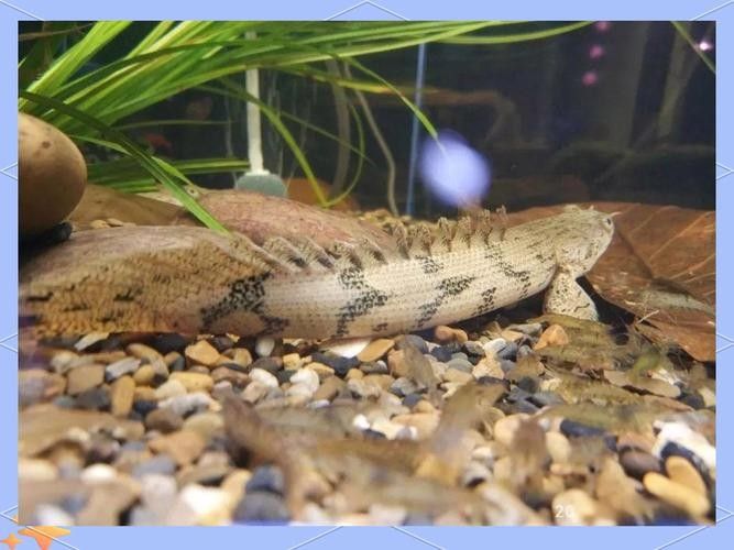 青恐龍魚能長多大圖片