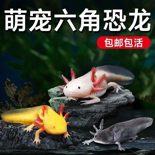 青恐龍魚能長多大圖片