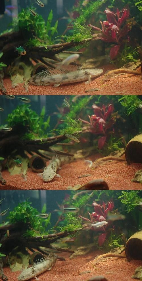 青恐龍魚能長多大圖片
