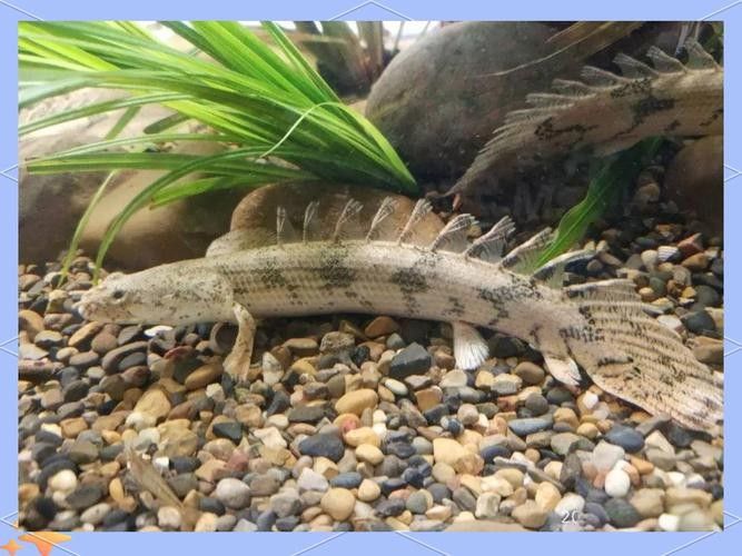 青恐龍魚能長多大圖片