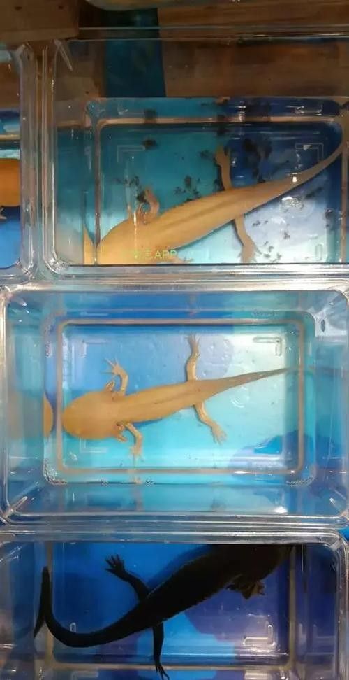 青恐龍魚能長多大圖片