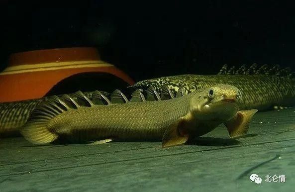 青恐龍魚能長多大圖片