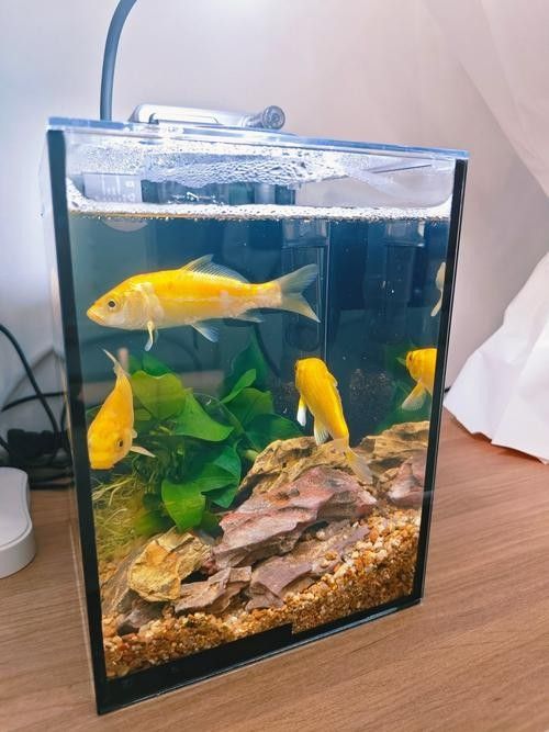 青恐龍魚能長多大圖片