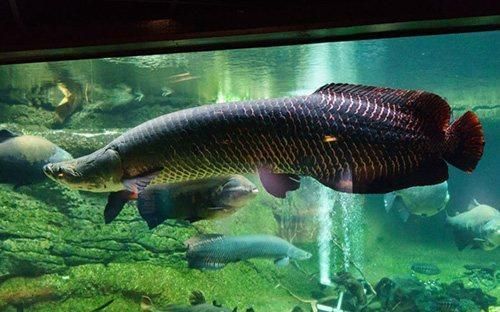 龍魚的發(fā)展現(xiàn)狀和趨勢(shì)