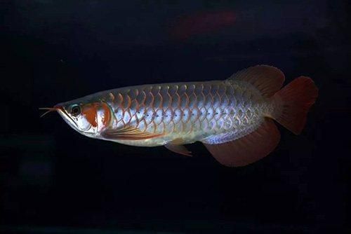 龍魚的發(fā)展現(xiàn)狀和趨勢(shì)