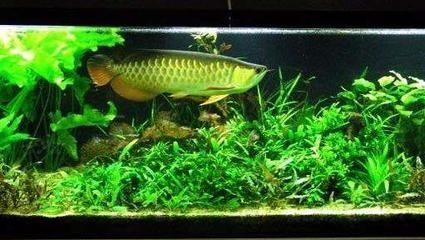 金龍魚魚缸最小尺寸【養一條金龍魚，魚缸長度至少是三倍，這是為了確保金龍魚有足夠的游動空間】