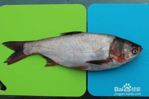 如何辨別泰龐海鰱魚品相，泰龐海鰱魚品相的辨別方法