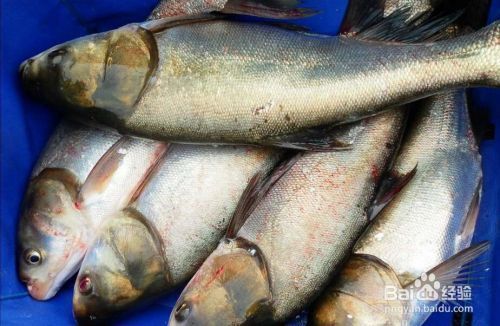 如何辨別泰龐海鰱魚品相，泰龐海鰱魚品相的辨別方法
