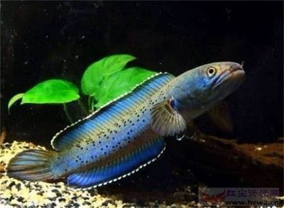 雷龍魚適宜的水質(zhì)管理技巧：雷龍魚飼料搭配指南,雷龍魚光照周期設(shè)置雷龍魚疾病預(yù)防策略
