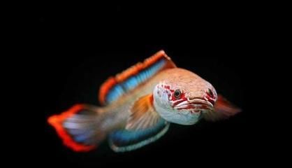 雷龍魚適宜的水質(zhì)管理技巧：雷龍魚飼料搭配指南,雷龍魚光照周期設(shè)置雷龍魚疾病預(yù)防策略