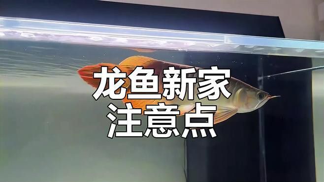 新缸養龍魚應注意事項有哪些