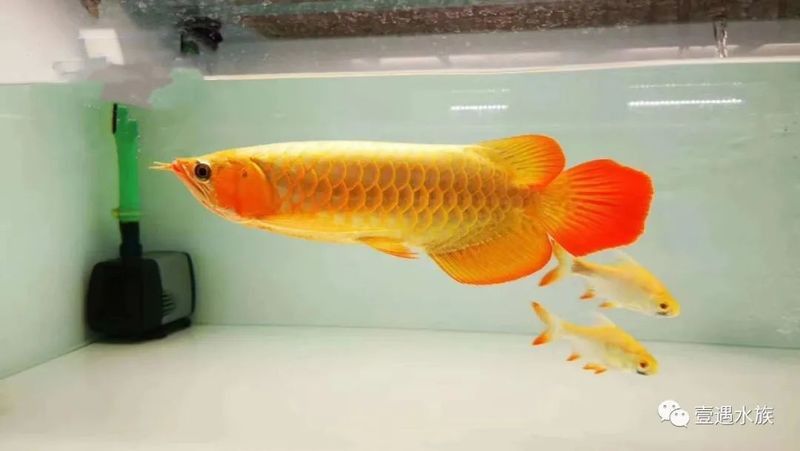 新缸養龍魚應注意事項有哪些