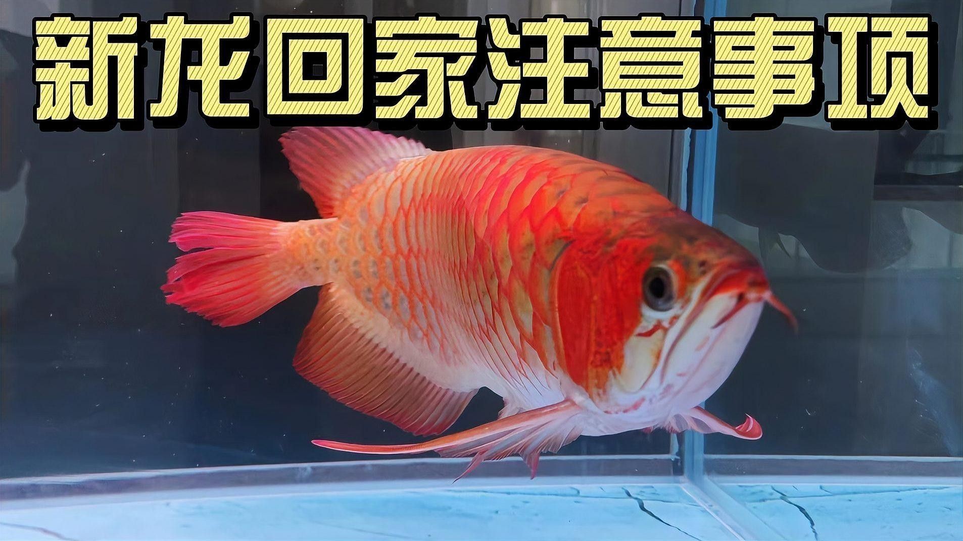 新缸養龍魚應注意事項有哪些