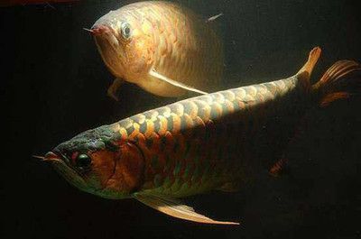 龍魚掉眼怎么手術治療好：龍魚掉眼手術成功率如何