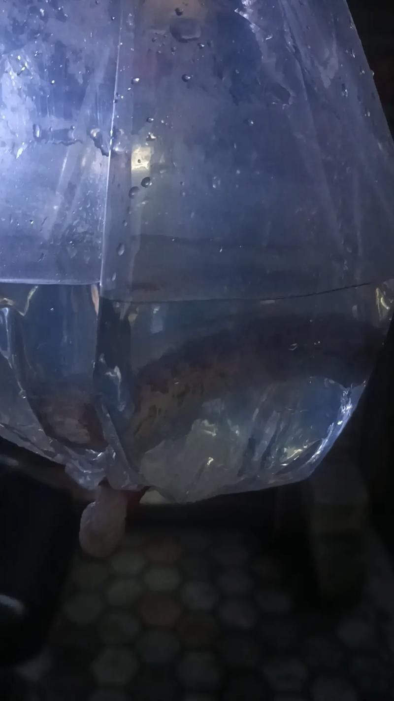 龍魚怎么打包郵寄給別人