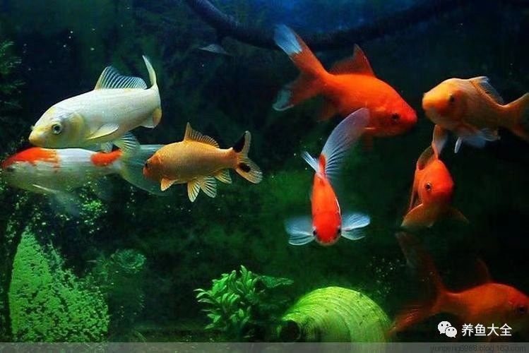 如何判斷金龍魚過濾器是否合適