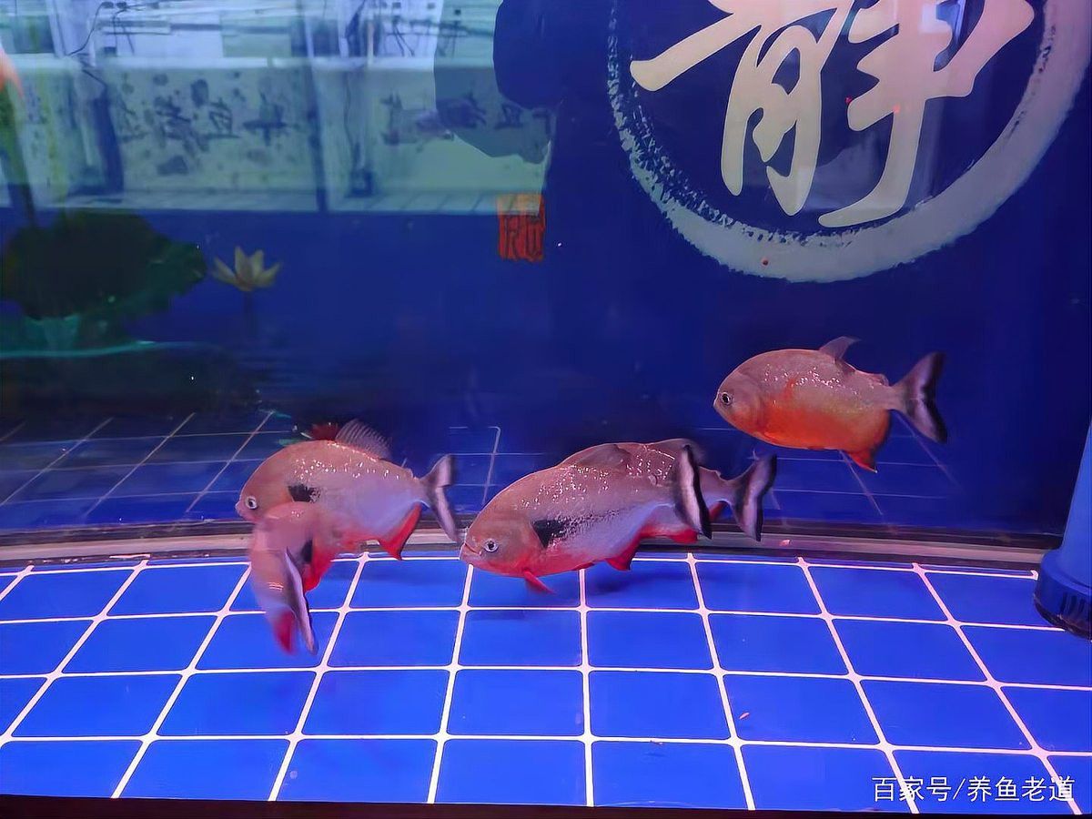如何判斷金龍魚過濾器是否合適