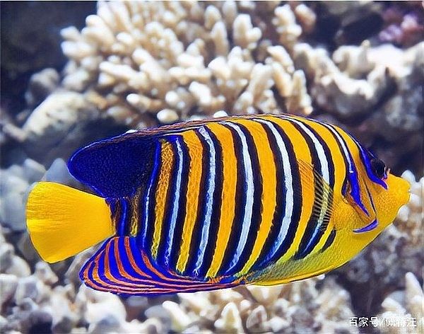 龍魚認主后還能記住多久？