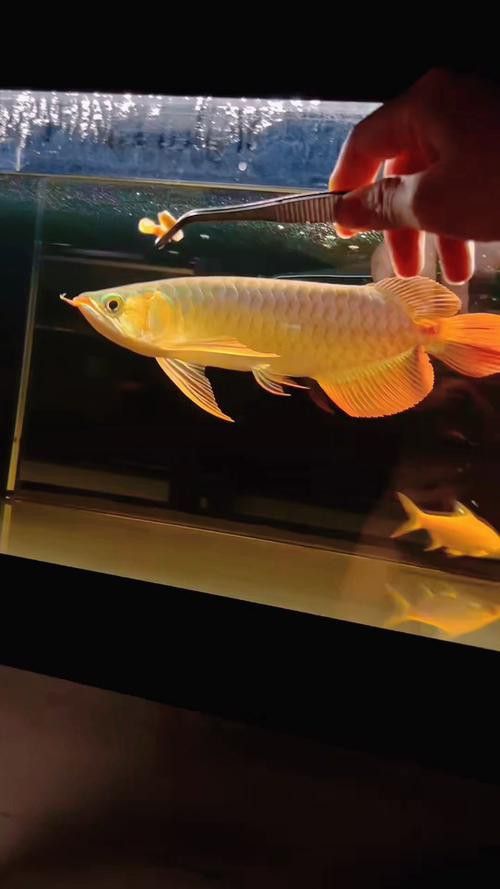 有哪些著名的紅龍魚攝影作品