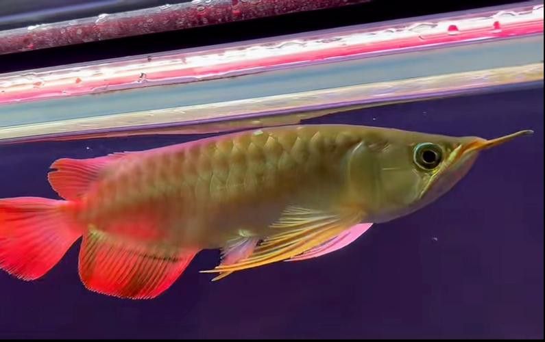 有哪些著名的紅龍魚攝影作品