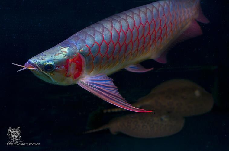 有哪些著名的紅龍魚攝影作品